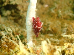 Crenavolva leopardus