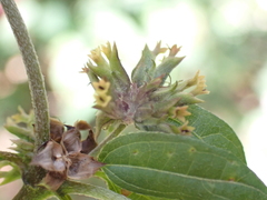 Hymenostephium rivularis