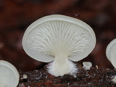 Crepidotus stipitatus
