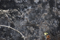 Microlophus