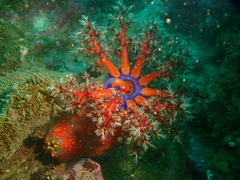 Pseudocolochirus