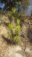Yucca capensis