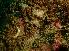 Phyllodesmium opalescens