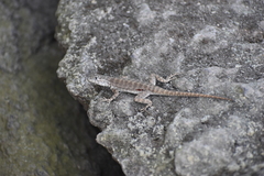 Microlophus