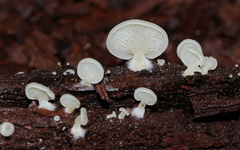 Crepidotus stipitatus