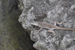 Microlophus