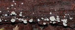Crepidotus stipitatus