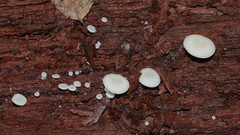 Crepidotus stipitatus