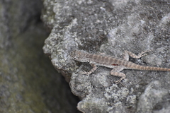 Microlophus