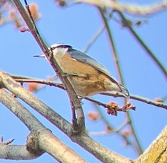 Sitta canadensis