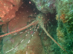 Panulirus stimpsoni