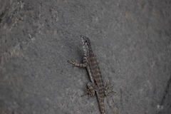 Microlophus