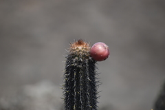 Haageocereus acranthus