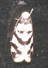 Lepidoscia characota