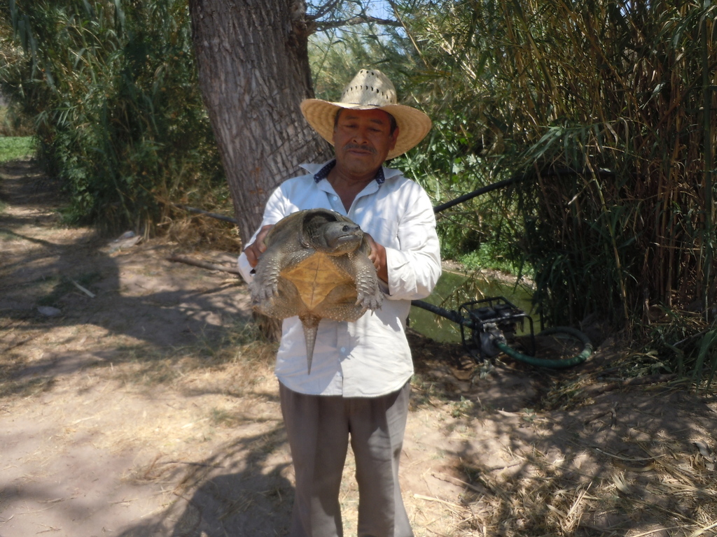 Central American Snapping Turtle