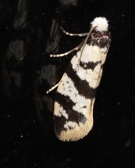 Lepidoscia characota