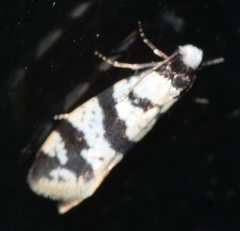 Lepidoscia characota