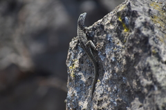 Microlophus tigris