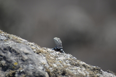 Microlophus tigris