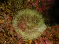 Stichodactyla tapetum