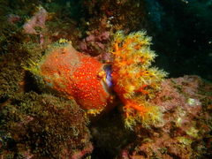 Pseudocolochirus