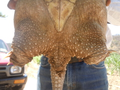 Chelydra rossignonii