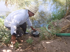 Chelydra rossignonii