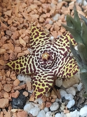 Orbea halipedicola