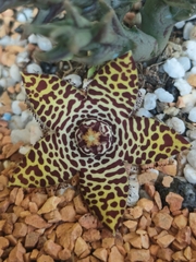 Orbea halipedicola
