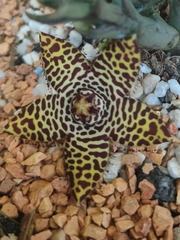 Orbea halipedicola