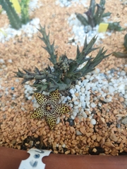 Orbea halipedicola
