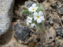 Johnstonella