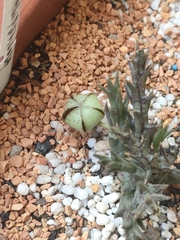 Orbea halipedicola
