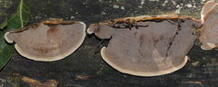 Metuloidea