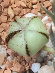 Orbea halipedicola