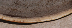 Metuloidea