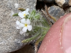 Johnstonella