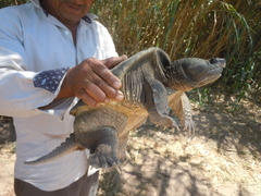Chelydra rossignonii