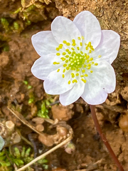 Thalictrum thalictroides