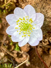Thalictrum thalictroides