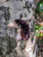 Phaeotremella foliacea image