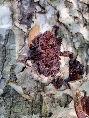 Phaeotremella foliacea image