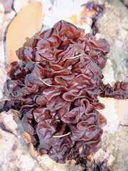 Phaeotremella foliacea image