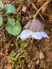 Thalictrum thalictroides