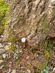 Thalictrum thalictroides