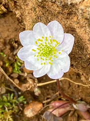 Thalictrum thalictroides