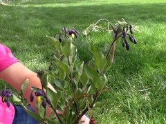 Solanum dulcamara