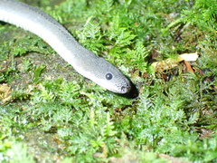 Xenodermus javanicus