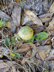 Amphibolips quercuscinerea