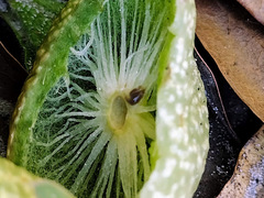 Amphibolips quercuscinerea